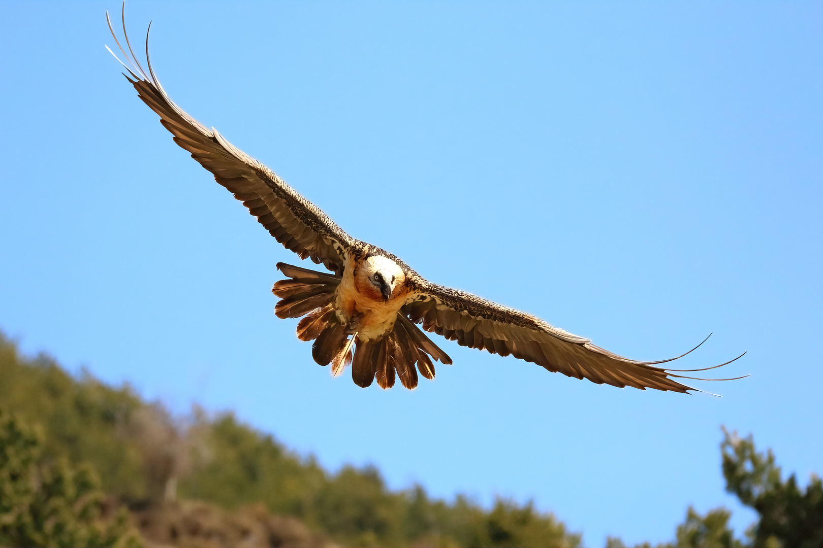 Bartgeier im Anflug