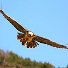 Bartgeier im Anflug