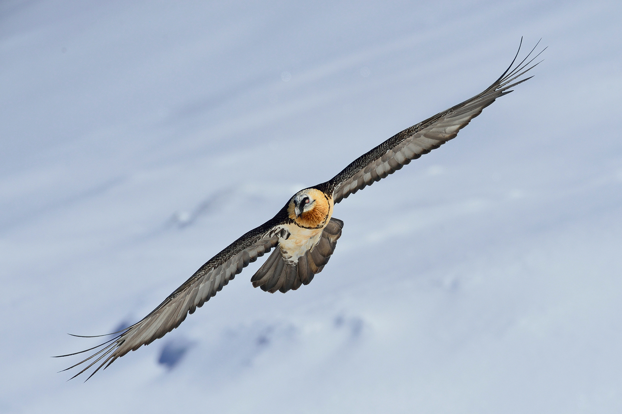 Bartgeier im Aufwind