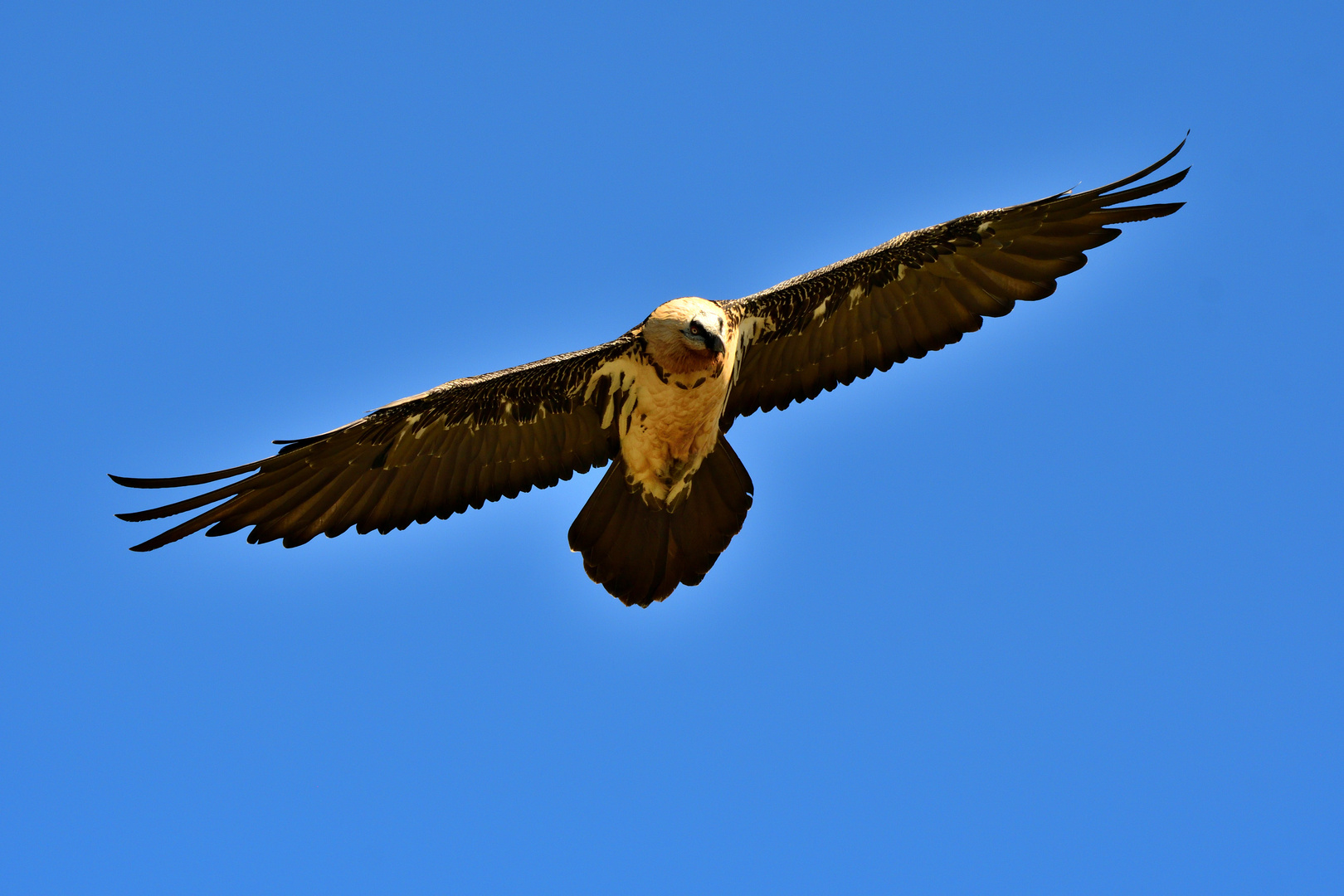 Bartgeier im Flug