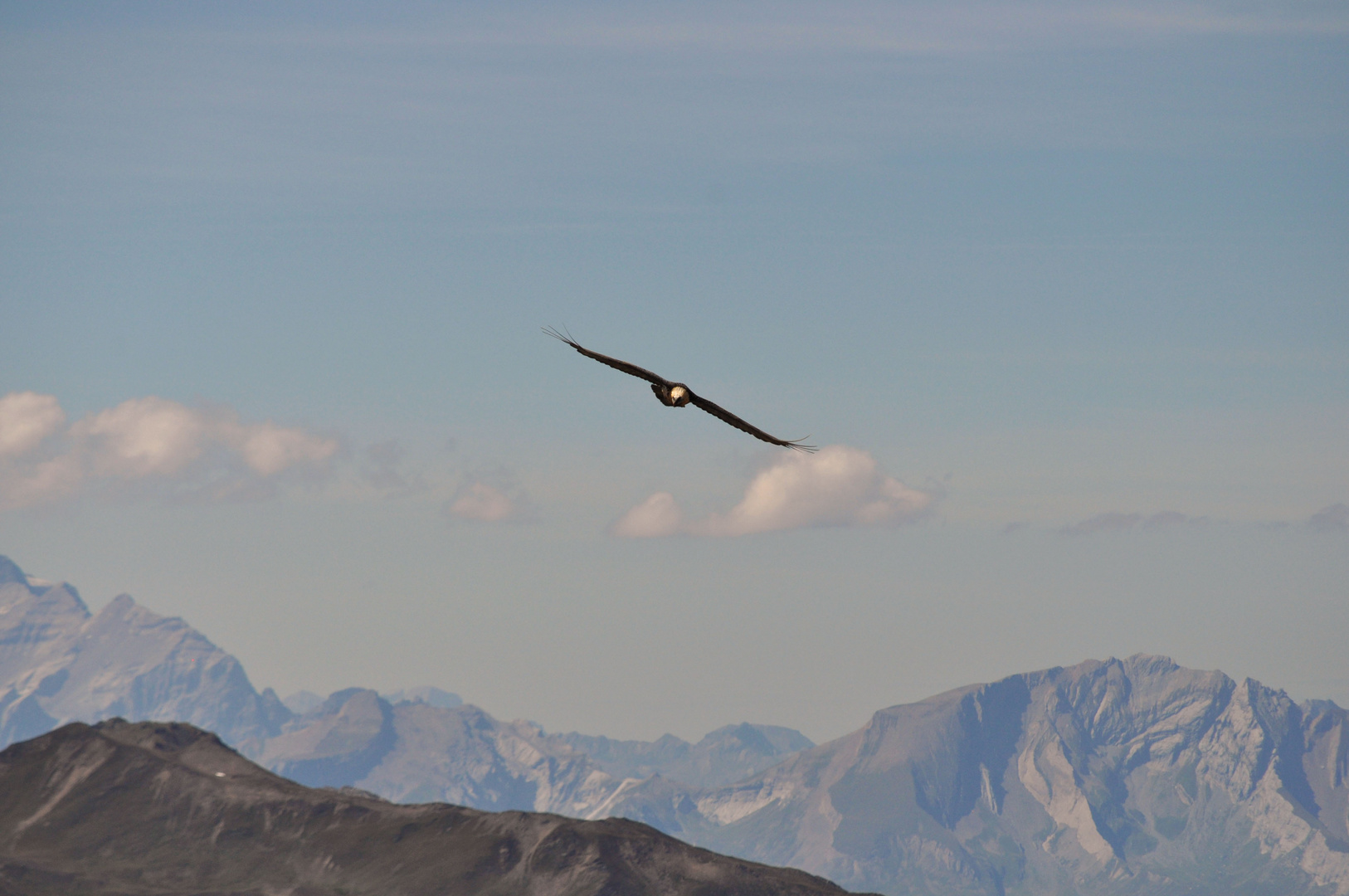 Bartgeier im Flug