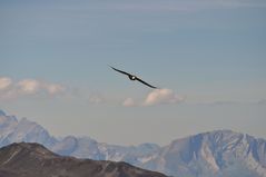 Bartgeier im Flug