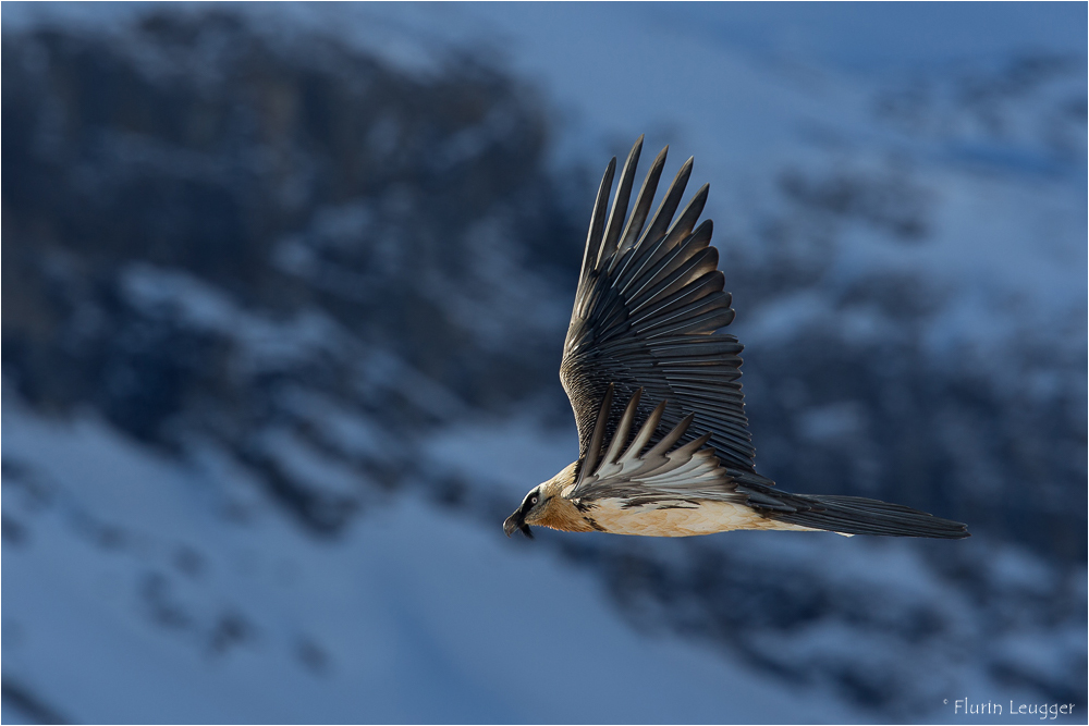 Bartgeier im Flug