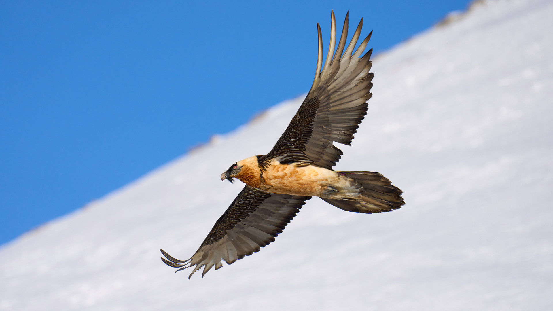 Bartgeier im Flug