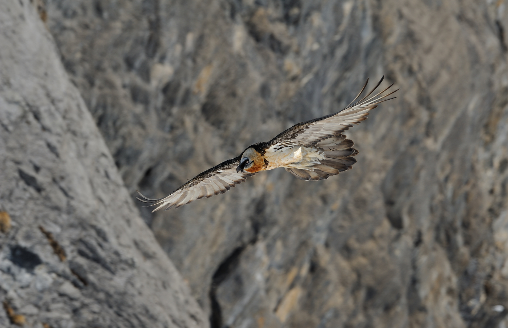 Bartgeier im Flug