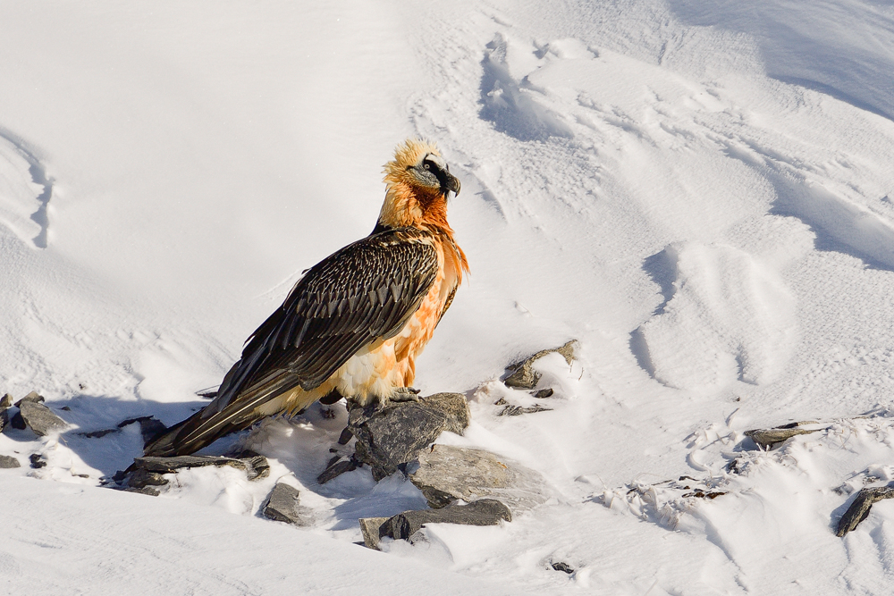 Bartgeier im Schnee