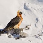 Bartgeier im Schnee