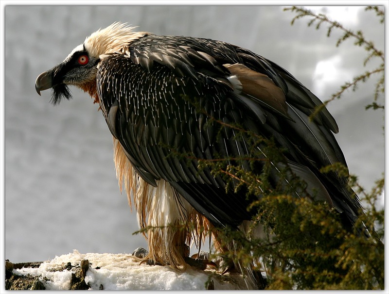 Bartgeier im Tierpark Goldau