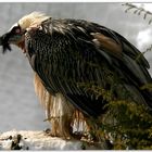 Bartgeier im Tierpark Goldau