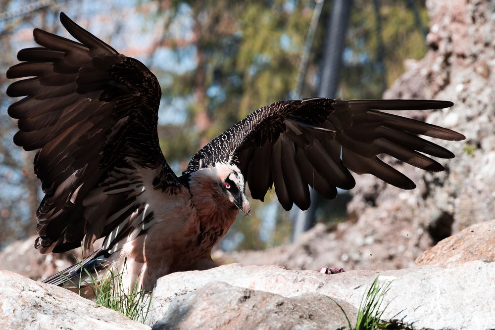 Bartgeier im Tierpark Goldau