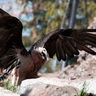 Bartgeier im Tierpark Goldau