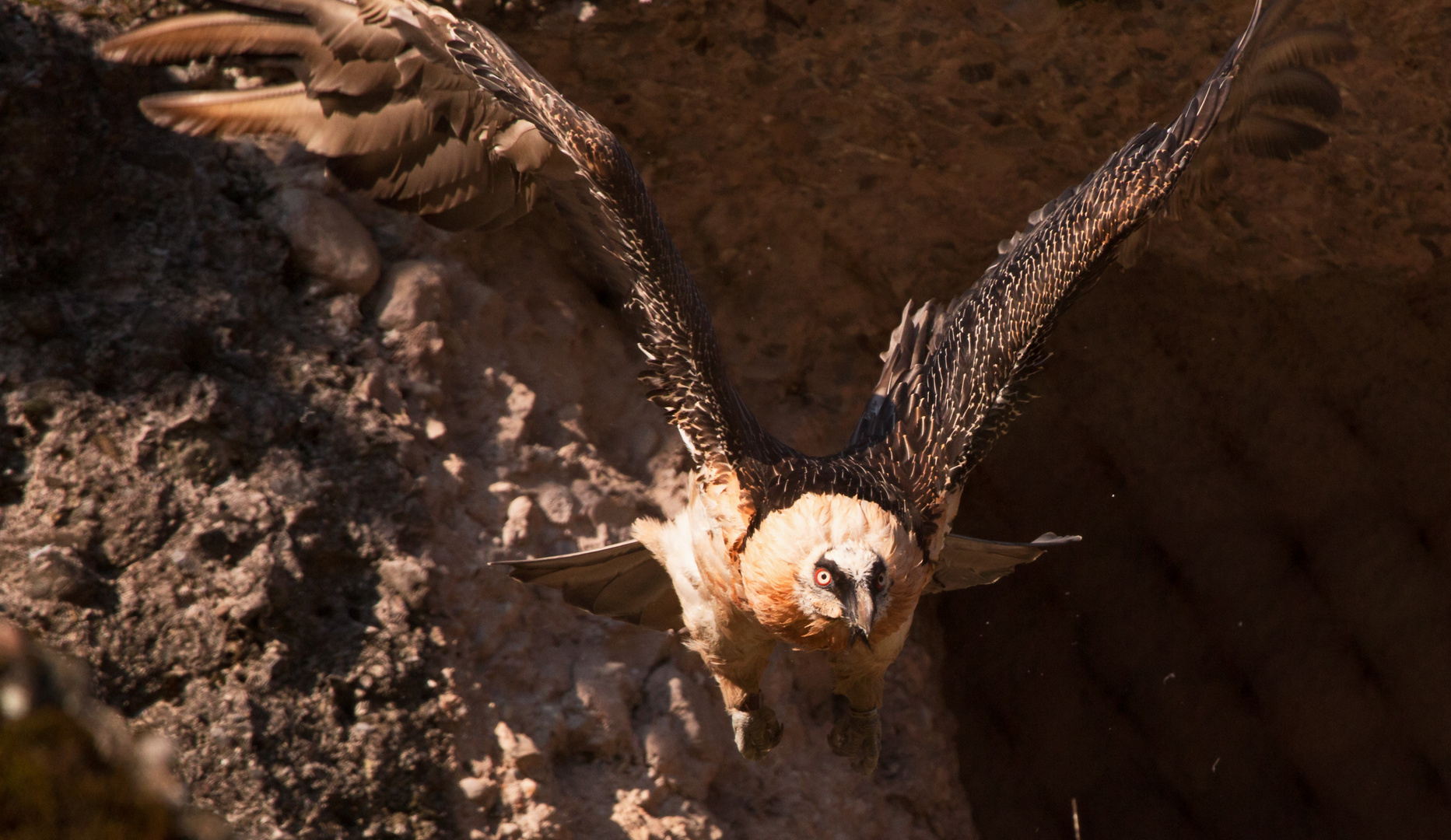 Bartgeier in Anflug / Buitre barbado al ataque