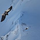 Bartgeier in den Berner Alpen