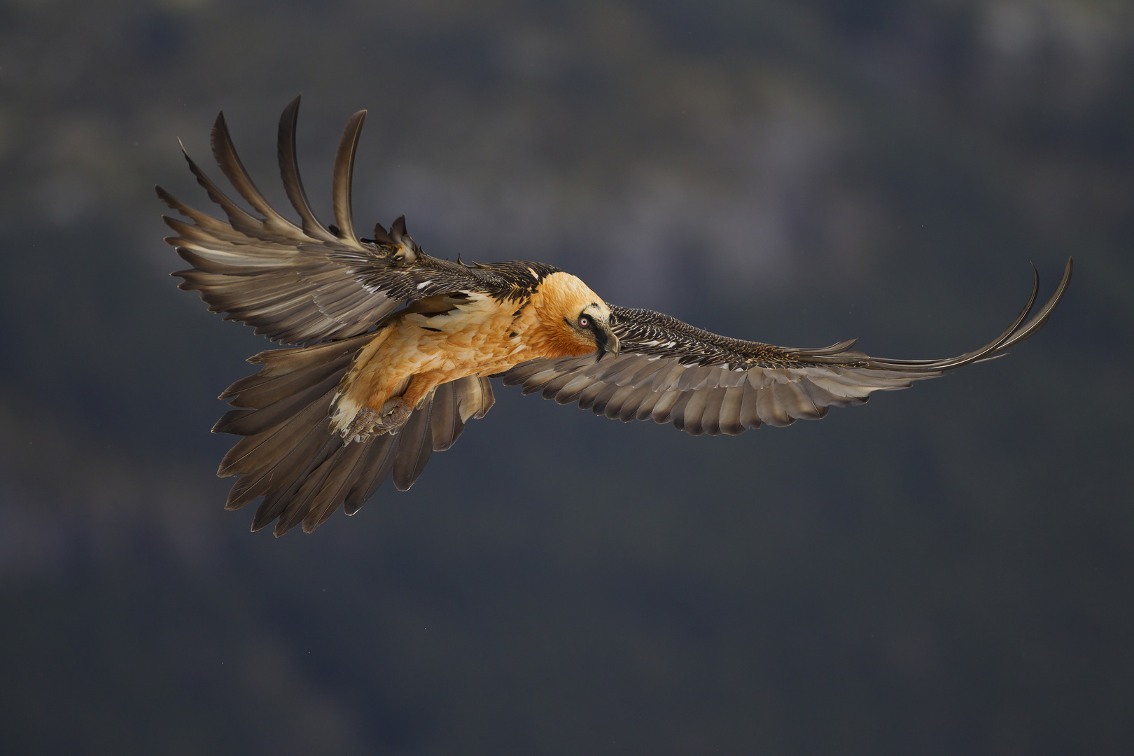 Bartgeier In Den Pyrenaen Foto Bild Tiere Wildlife Wild Lebende Vogel Bilder Auf Fotocommunity