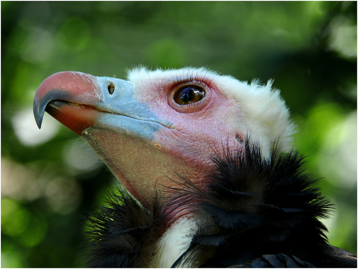 Bartgeier, Jungvogel, 1