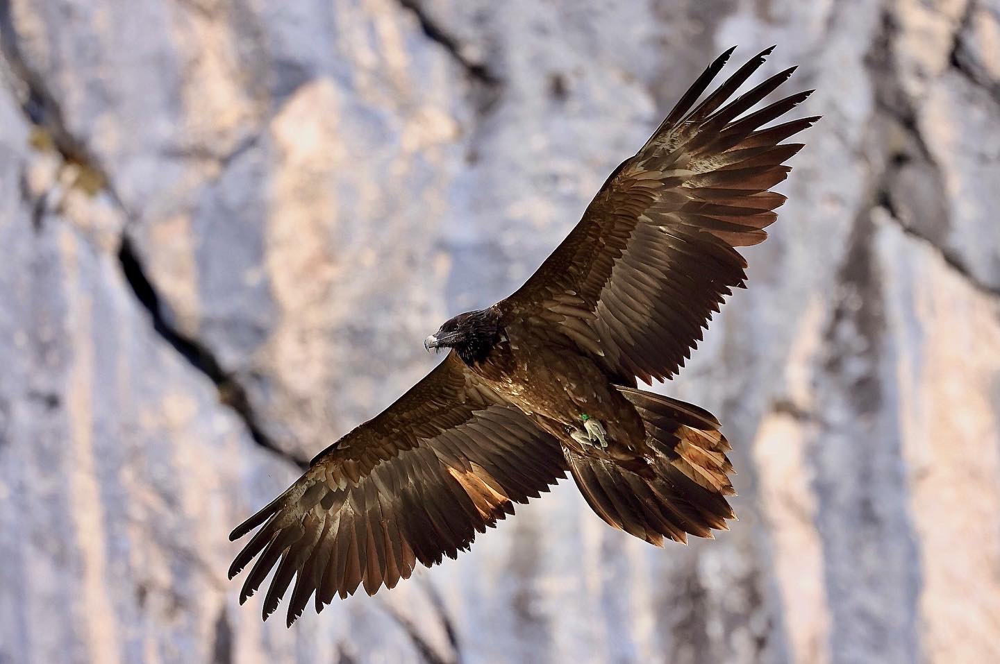 Bartgeier Jungvogel