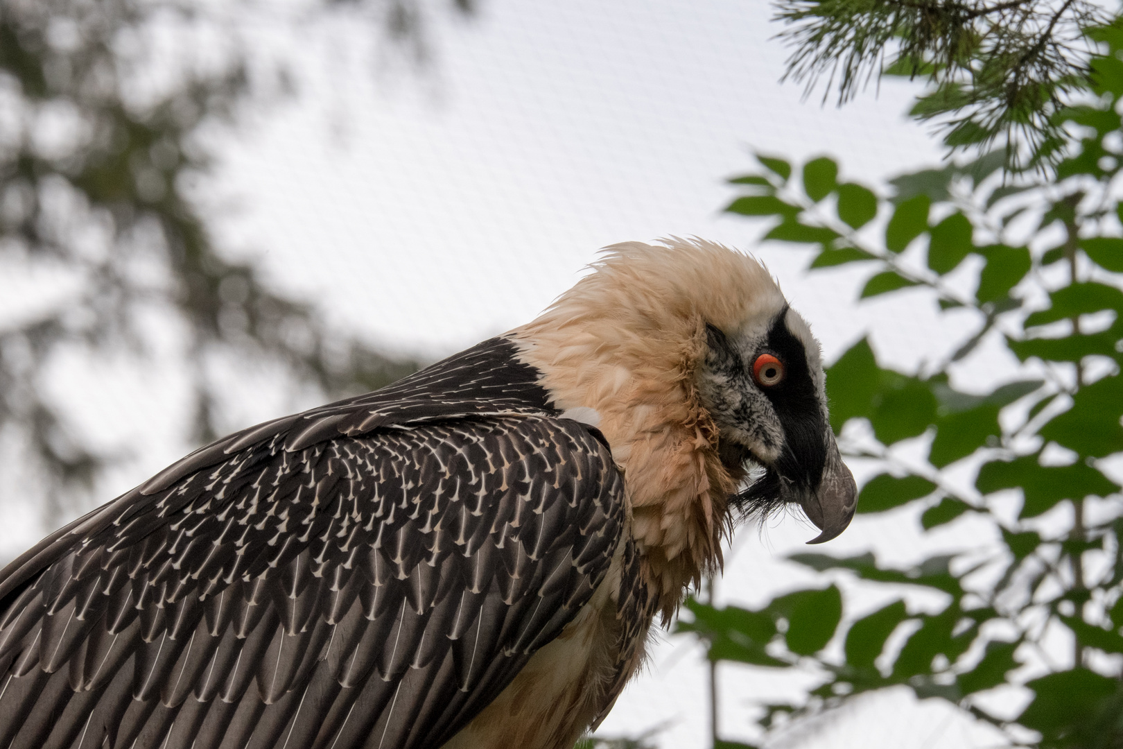 Bartgeier Portrait