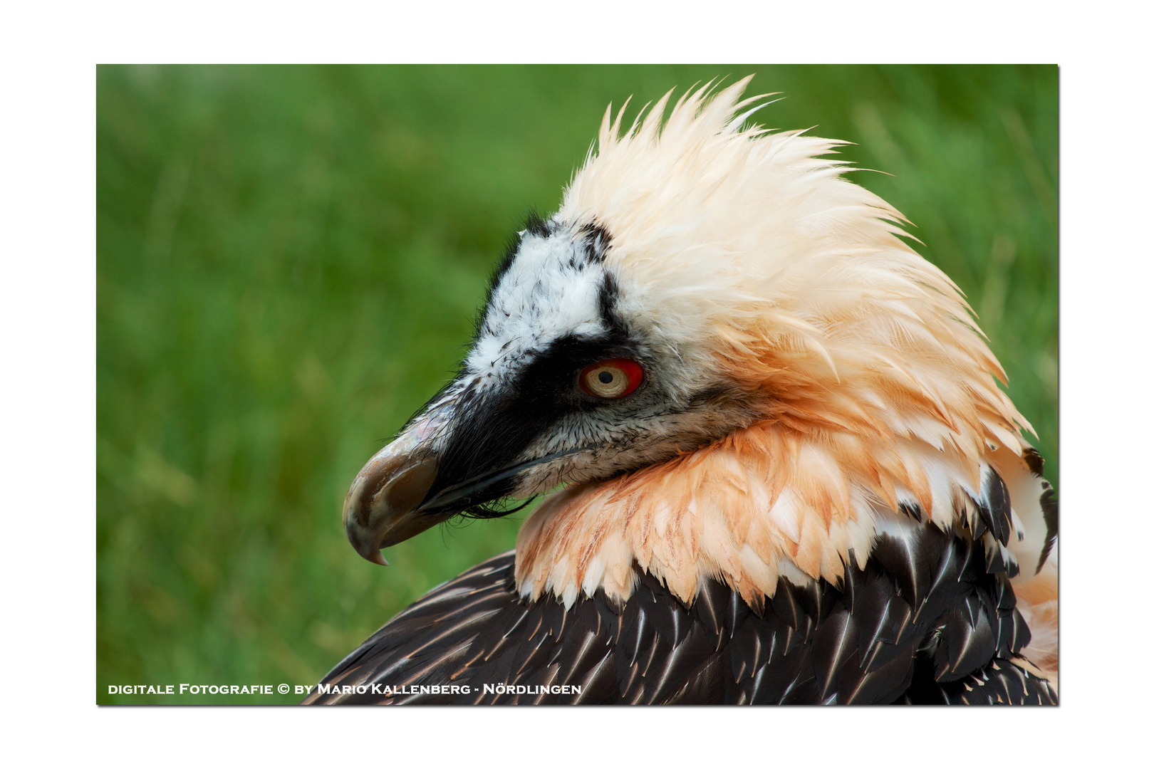 Bartgeier-Portrait...