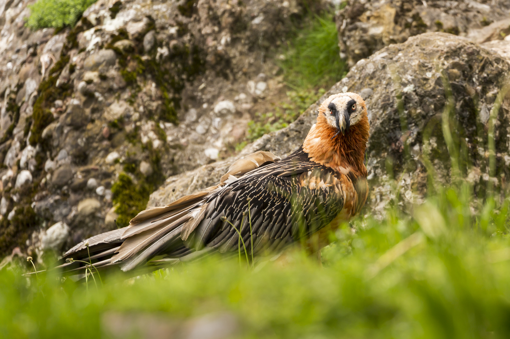 Bartgeier Portrait