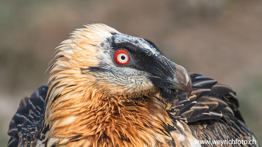 Bartgeier Portrait