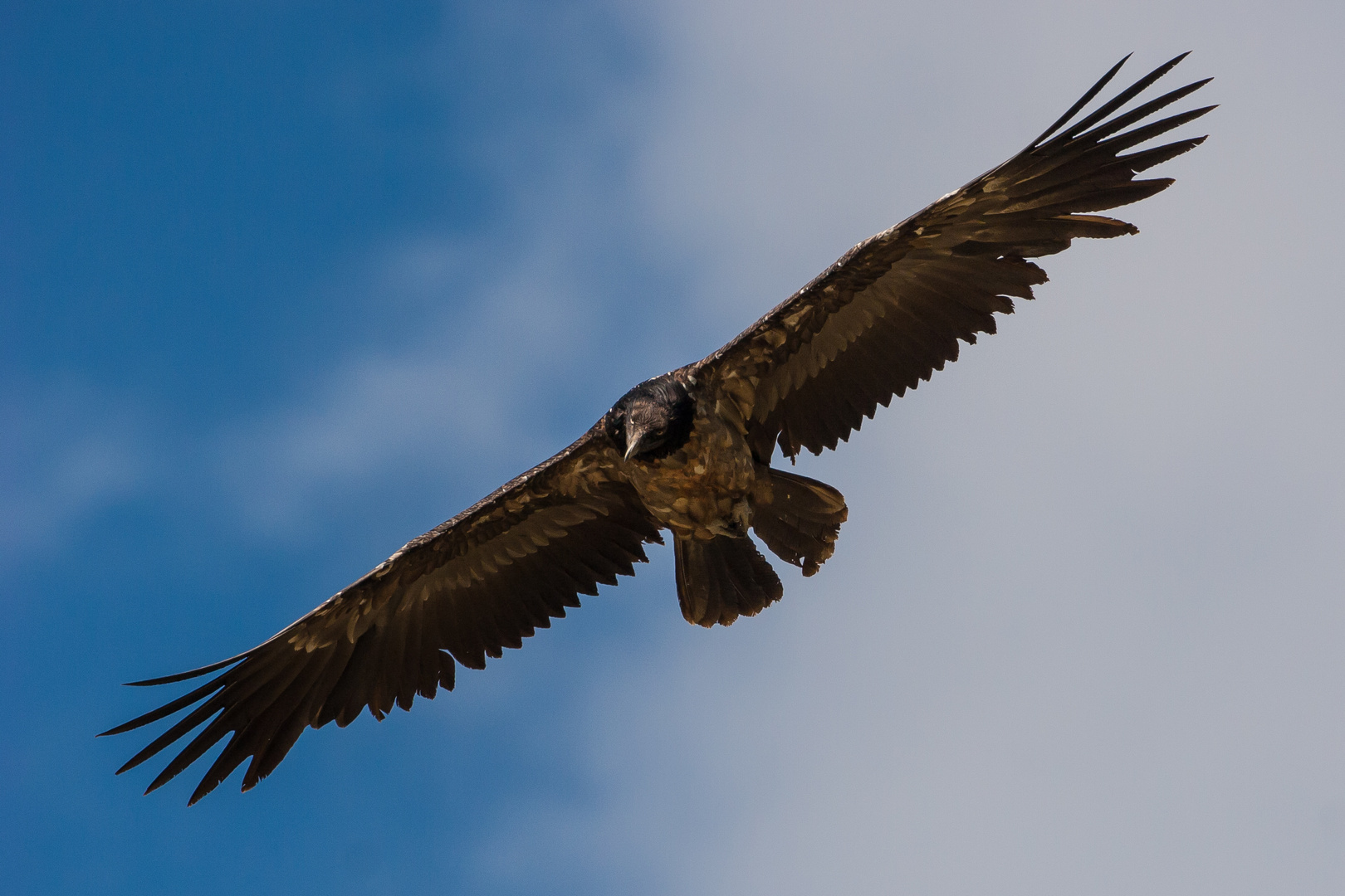 Bartgeier: Suchflug