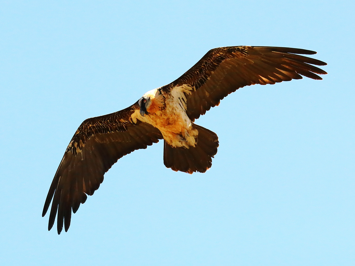 Bartgeier Suchflug