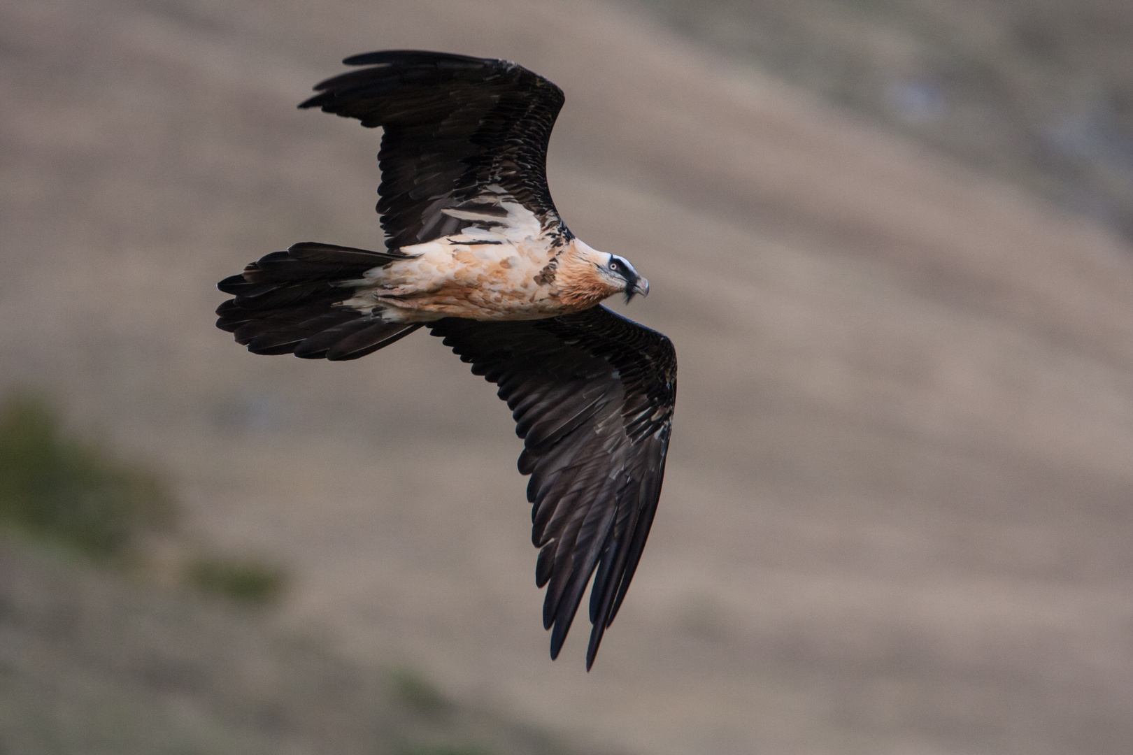 Bartgeier: Überflieger