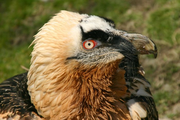 Bartgeier/Alpenzoo Innsbruck