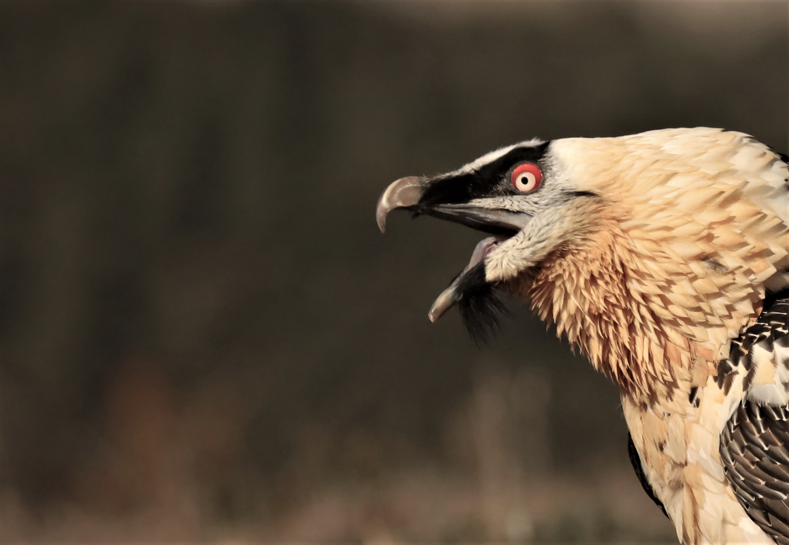 Bartgeierportrait .Bearded Vulture (Gypaetus brbatus)