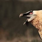 Bartgeierportrait .Bearded Vulture (Gypaetus brbatus)