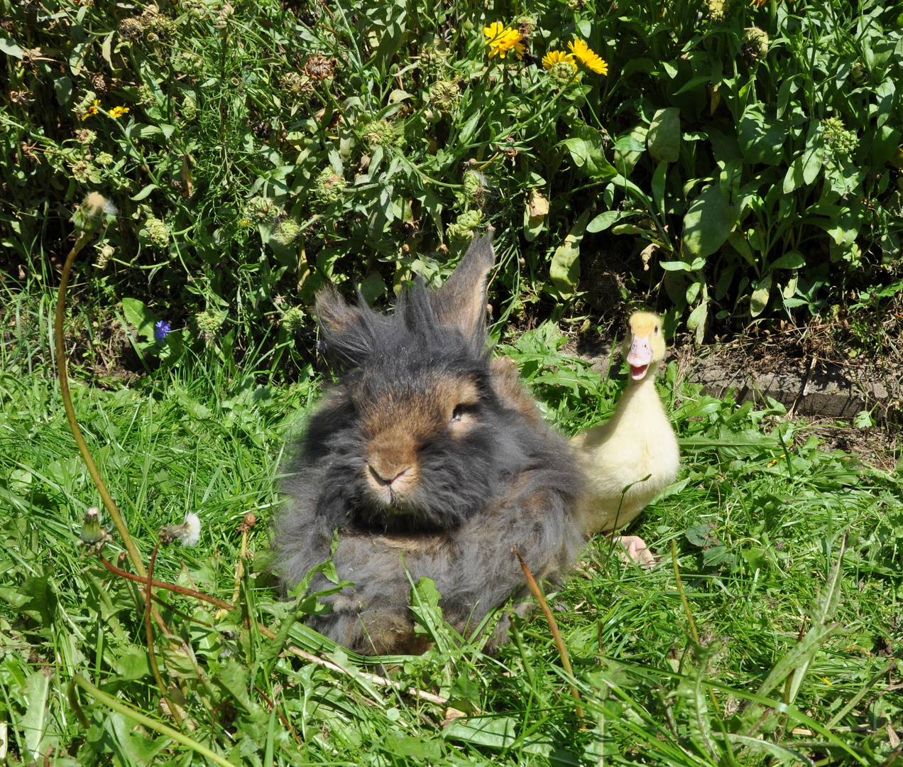 Bartkaninchen 07: Entenküken