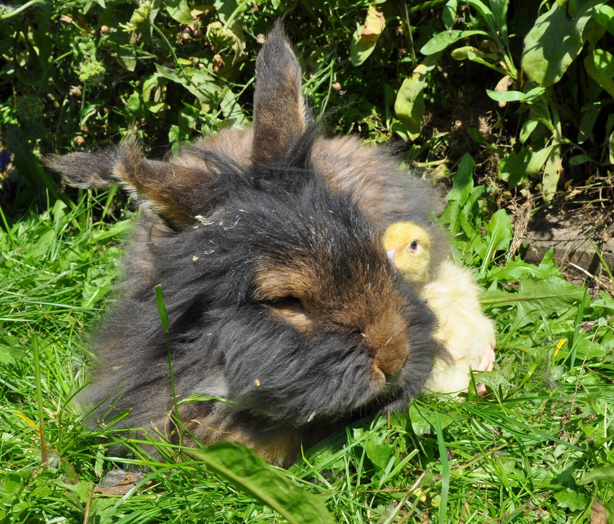 Bartkaninchen 08: Entenküken