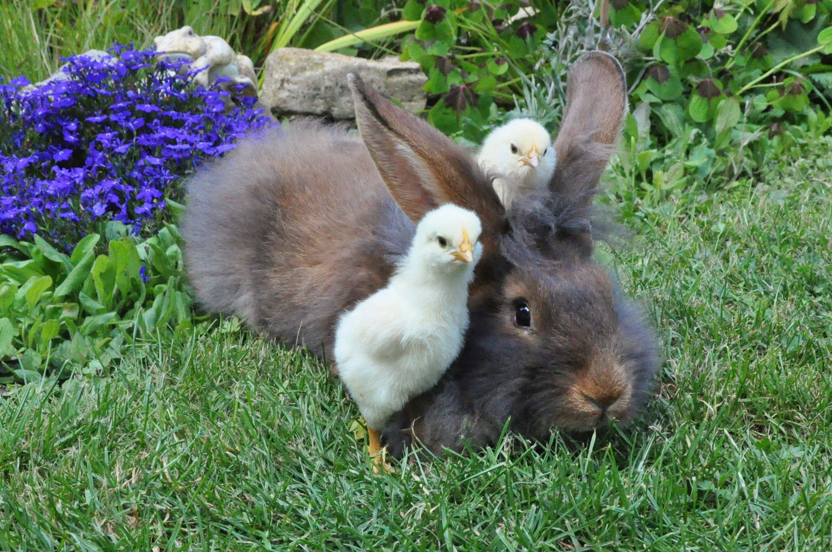 Bartkaninchen 09: Hühnerküken