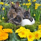 Bartkaninchen 12: Ostern