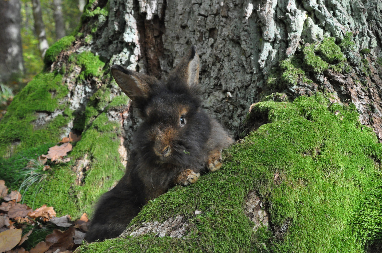 Bartkaninchen 25: Wald