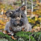 Bartkaninchen 27: Teddybär