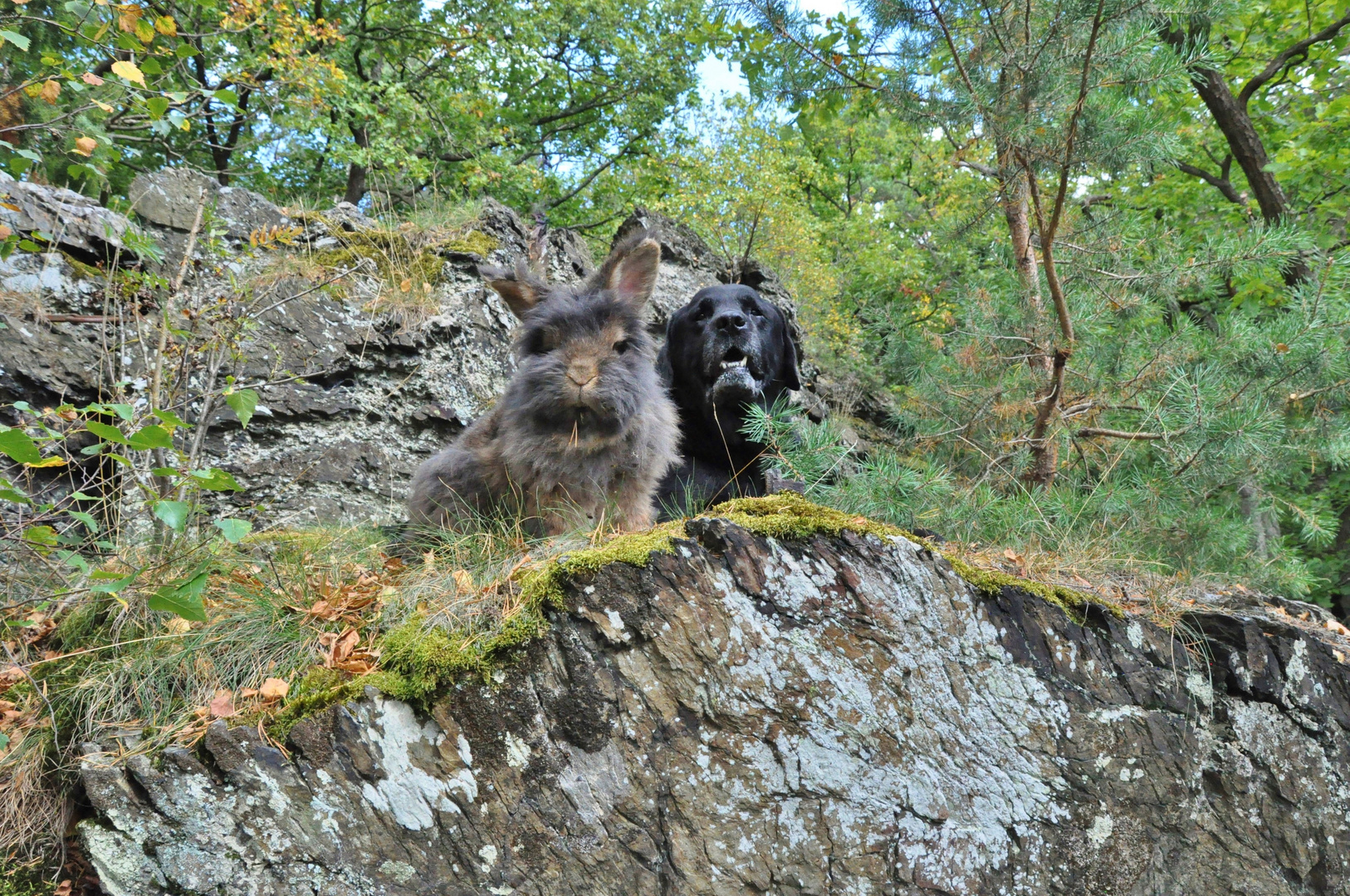 Bartkaninchen 28: Wald