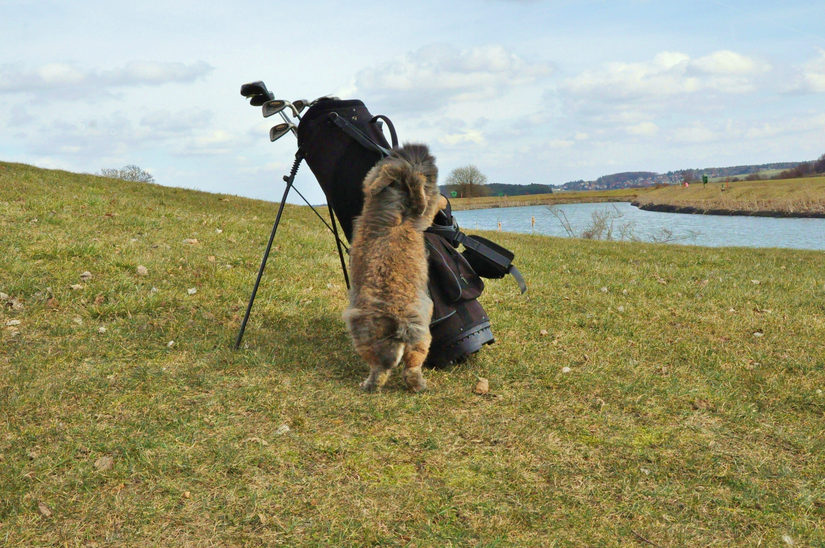 Bartkaninchen 31: Golfplatz