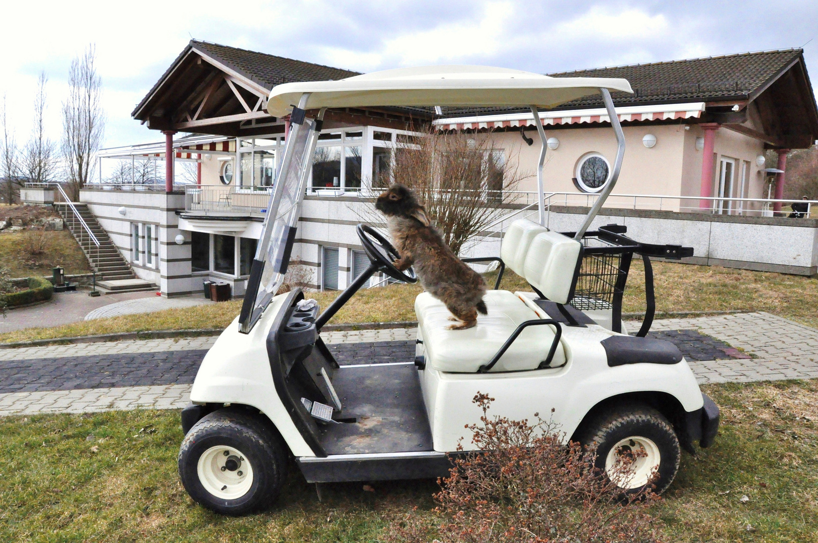 Bartkaninchen 32: Golf Caddy