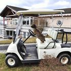 Bartkaninchen 32: Golf Caddy