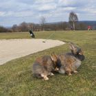 Bartkaninchen 33: Golfplatz