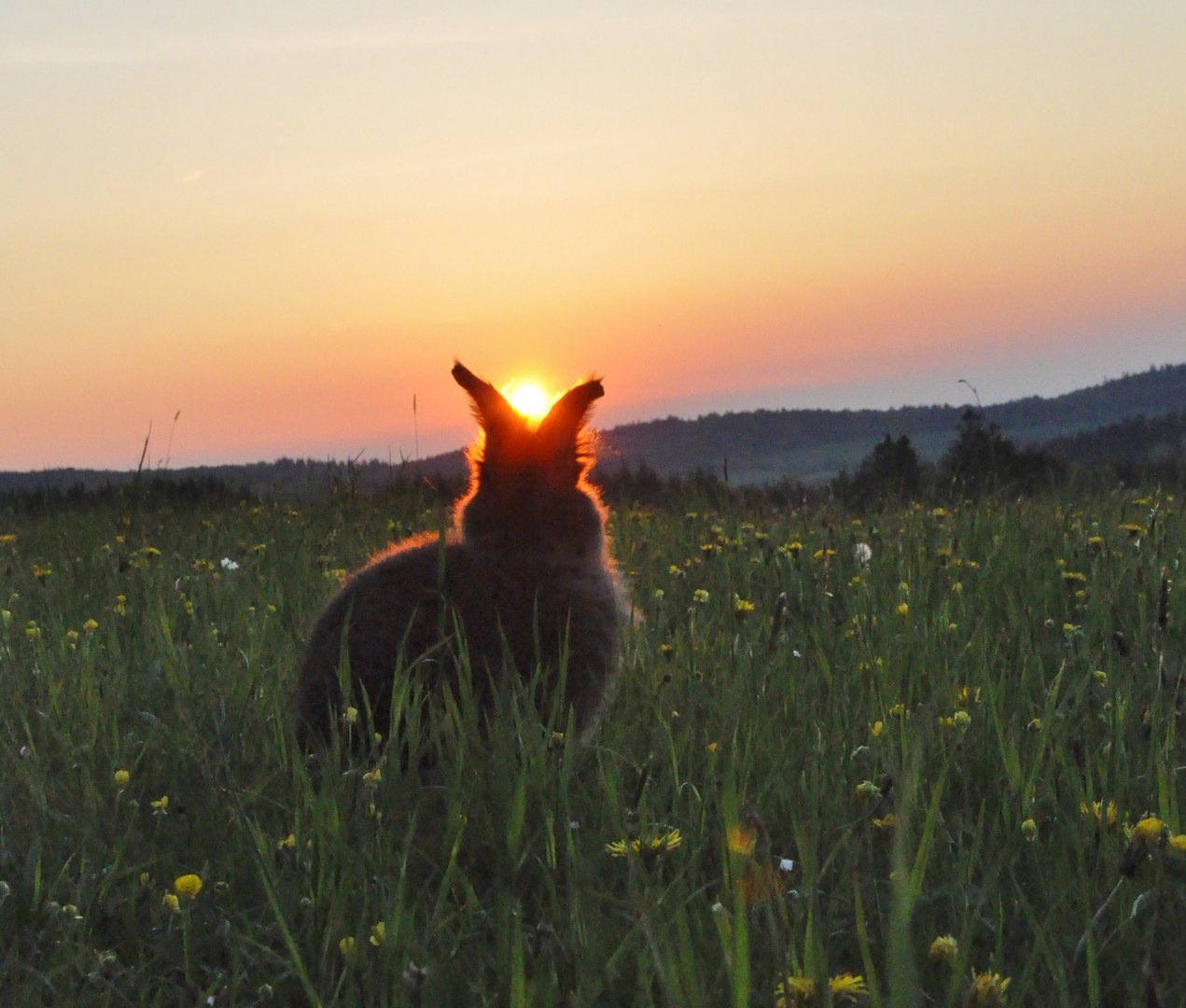 Bartkaninchen 35: Sonnenuntergang