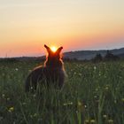 Bartkaninchen 35: Sonnenuntergang