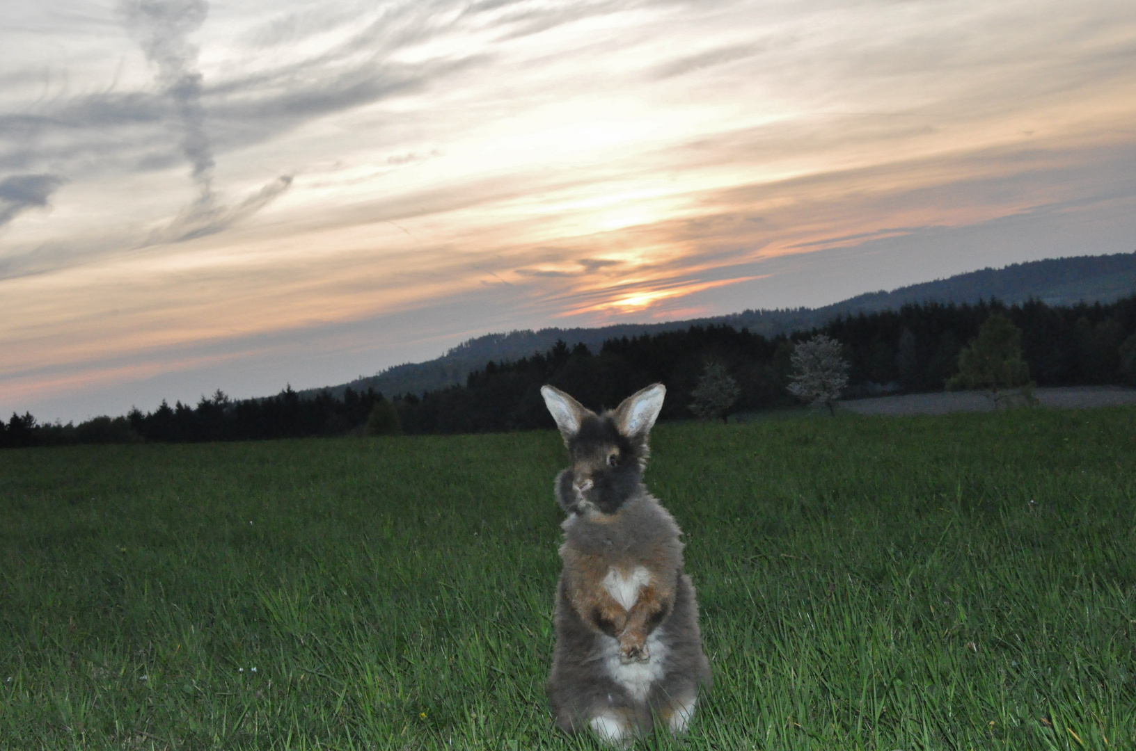 Bartkaninchen 36: Sonnenuntergang