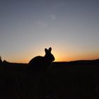 Bartkaninchen 37: Sonnenuntergang