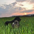 Bartkaninchen 38: Sonnenuntergang