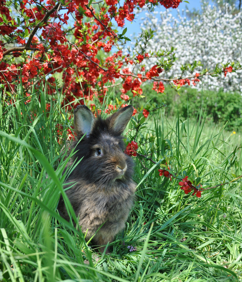 Bartkaninchen 41: blühende Sträucher