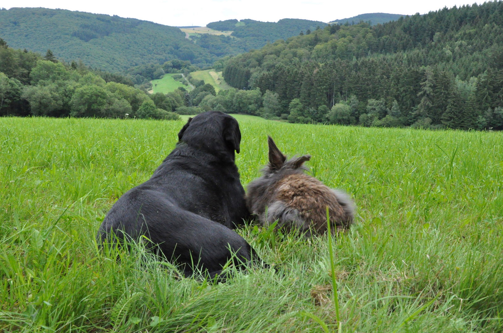 Bartkaninchen 48: ohne Menschen