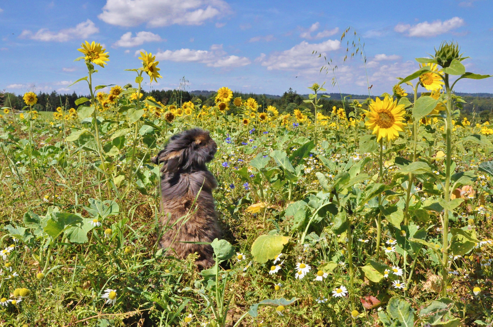 Bartkaninchen 49: Sonnenblumen