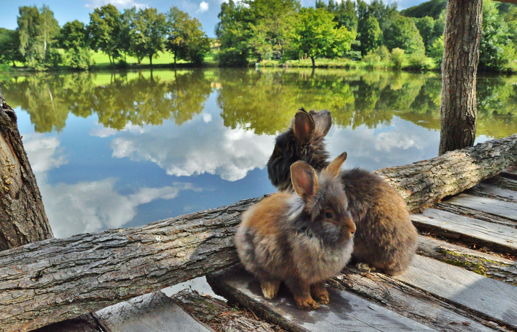 Bartkaninchen am See 01